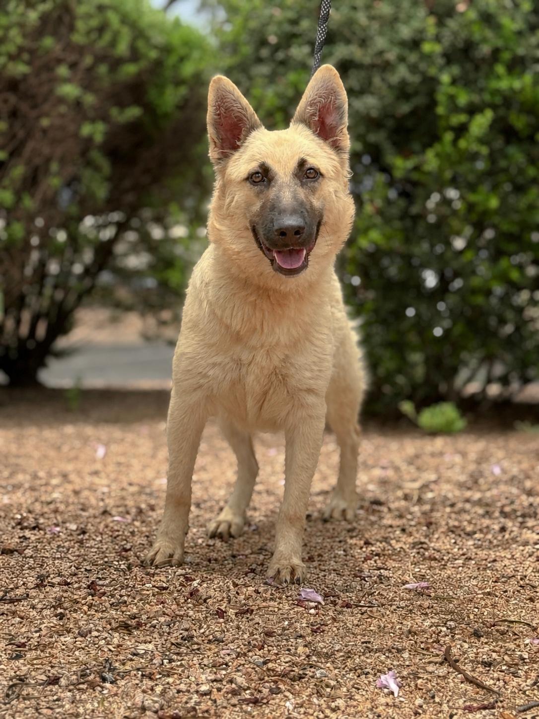 Abby, a Adoptable German Shepherd Dog in Helotes, TX image 3/3