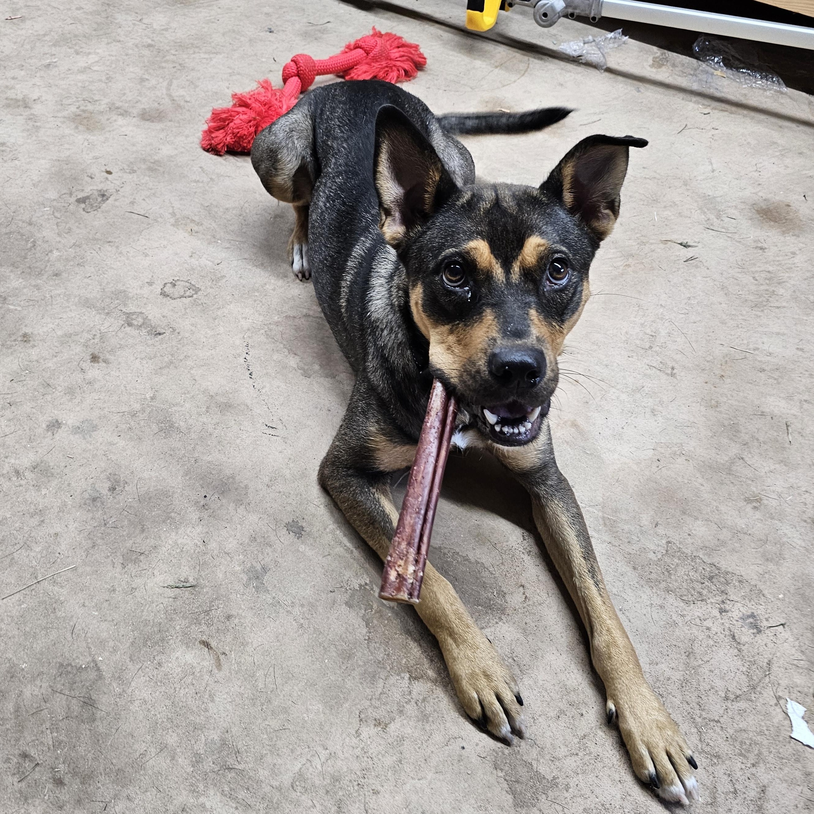 Enlarge Scout - Ready for an adventure with you, a Adoptable mixed breed in League City, TX image 2/5