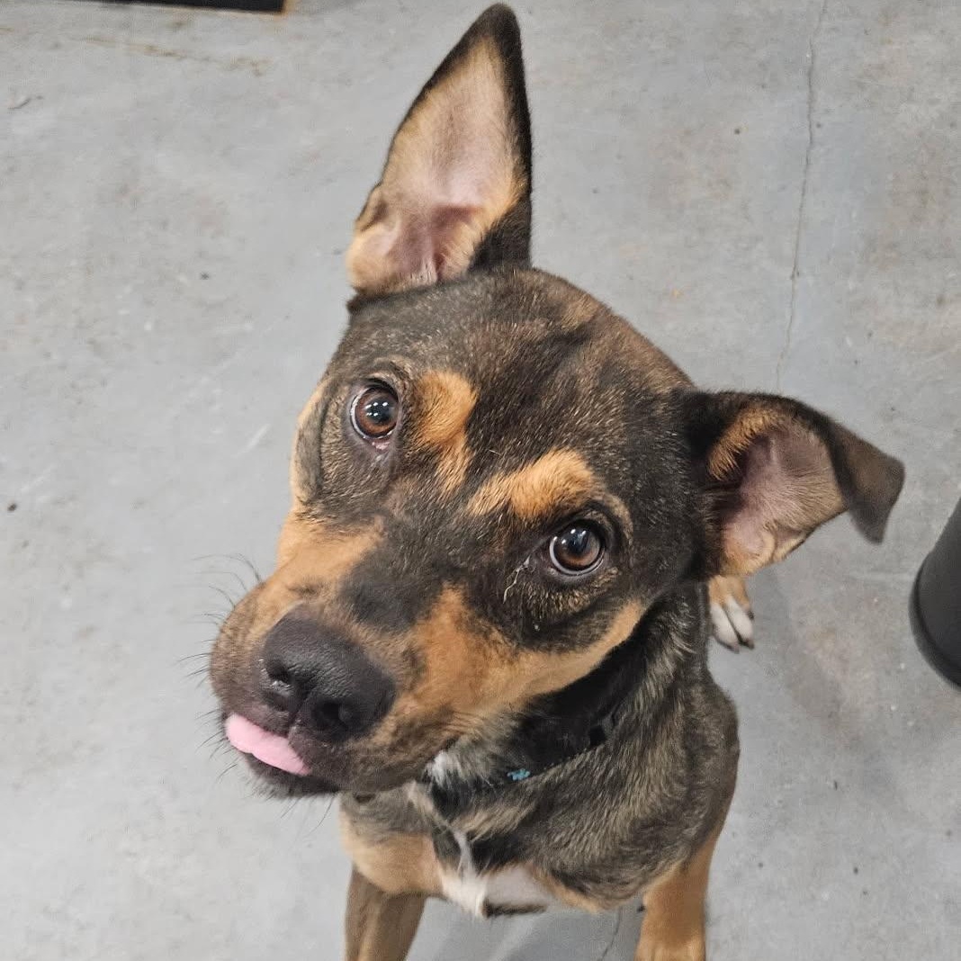 Scout - Ready for an adventure with you, ADOPTABLE, Young • Female, Shepherd & Australian Kelpie.