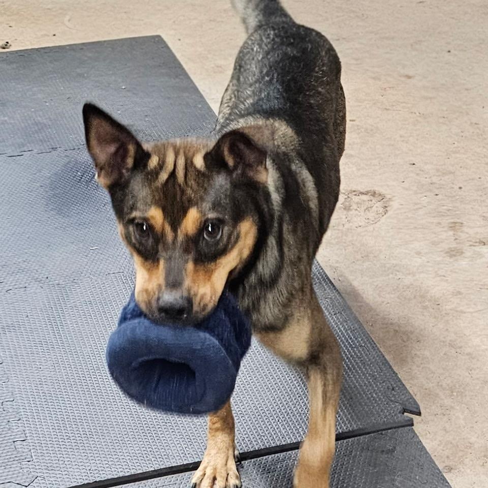 Enlarge Scout - Ready for an adventure with you, a Adoptable mixed breed in League City, TX image 5/5