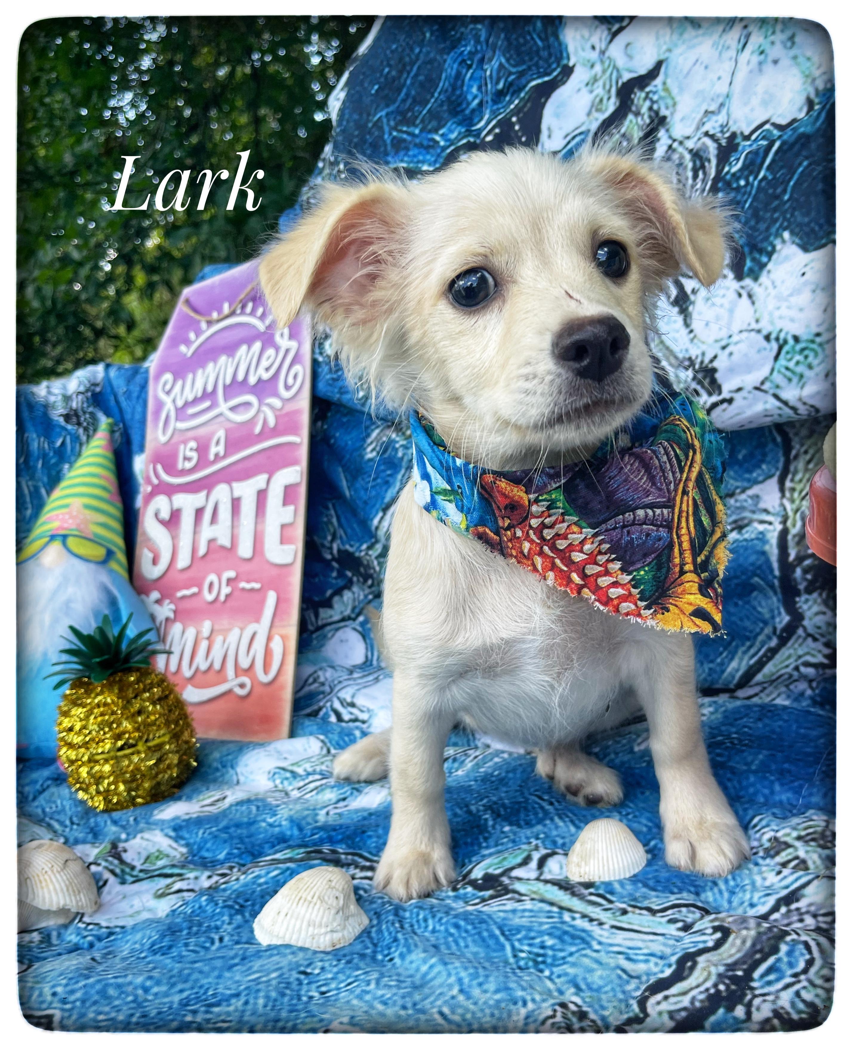 Lark, adopted, Puppy Female Chiweenie.