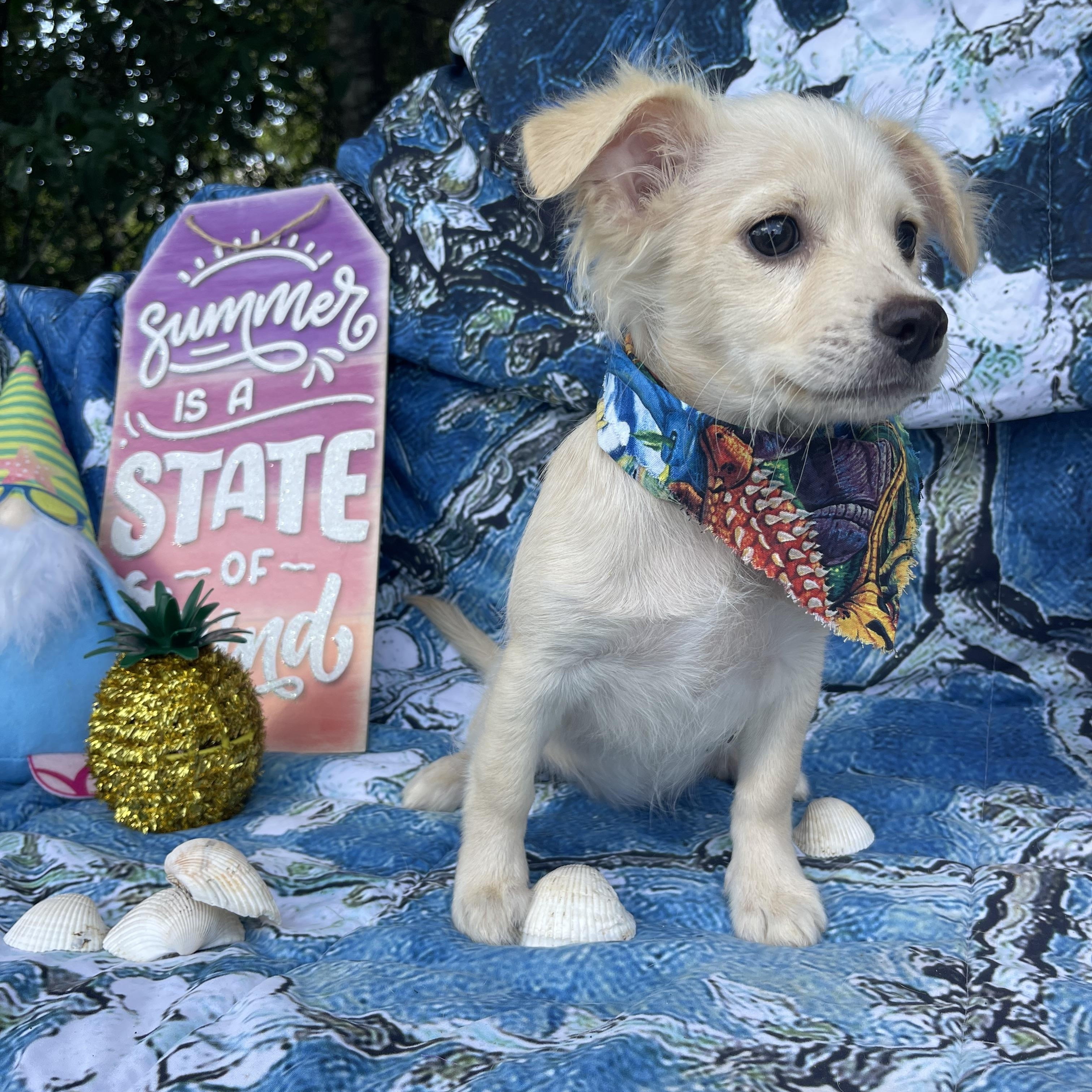 Lark, an adopted Chiweenie in Sebring, FL image 4/4