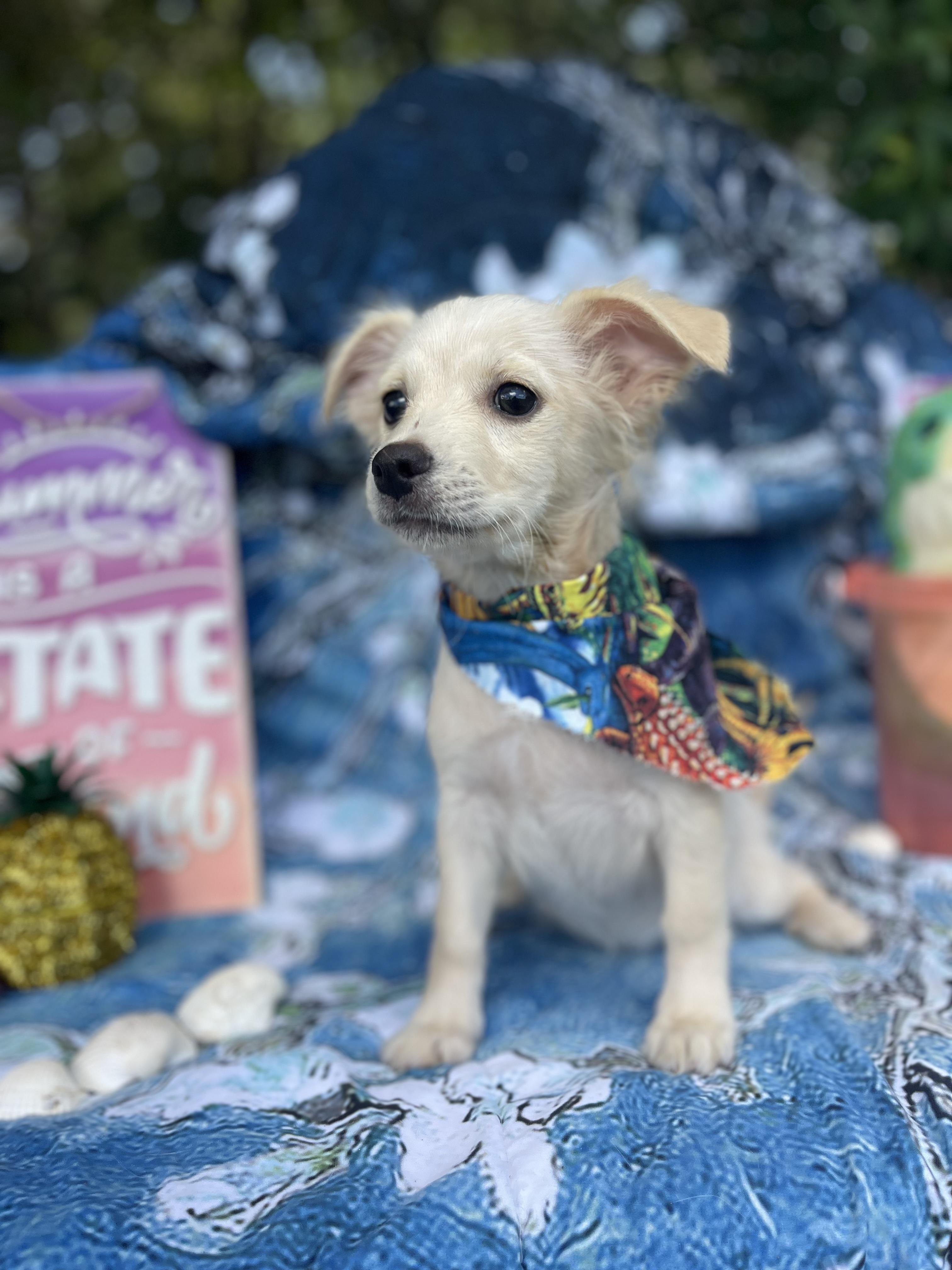 Lark, an adopted Chiweenie in Sebring, FL image 3/4