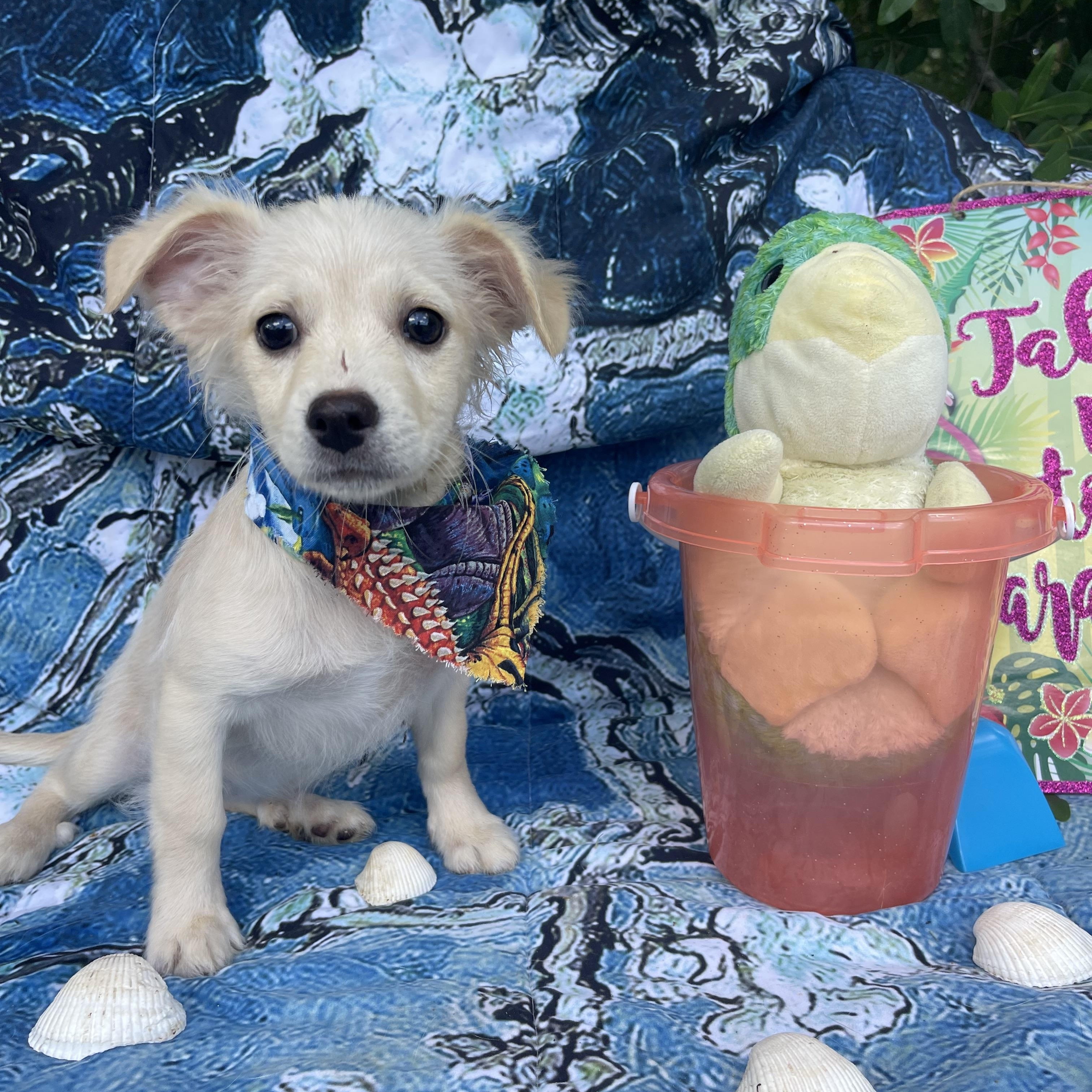 Lark, an adopted Chiweenie in Sebring, FL image 2/4