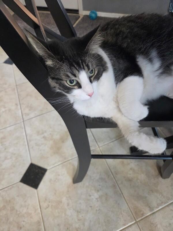 Banderas, a Adoptable mixed breed in Anthem, AZ image 2/4