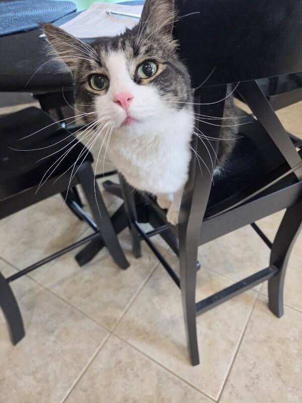 Banderas, a Adoptable mixed breed in Anthem, AZ image 3/4