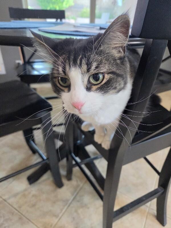 Banderas, a Adoptable mixed breed in Anthem, AZ image 4/4