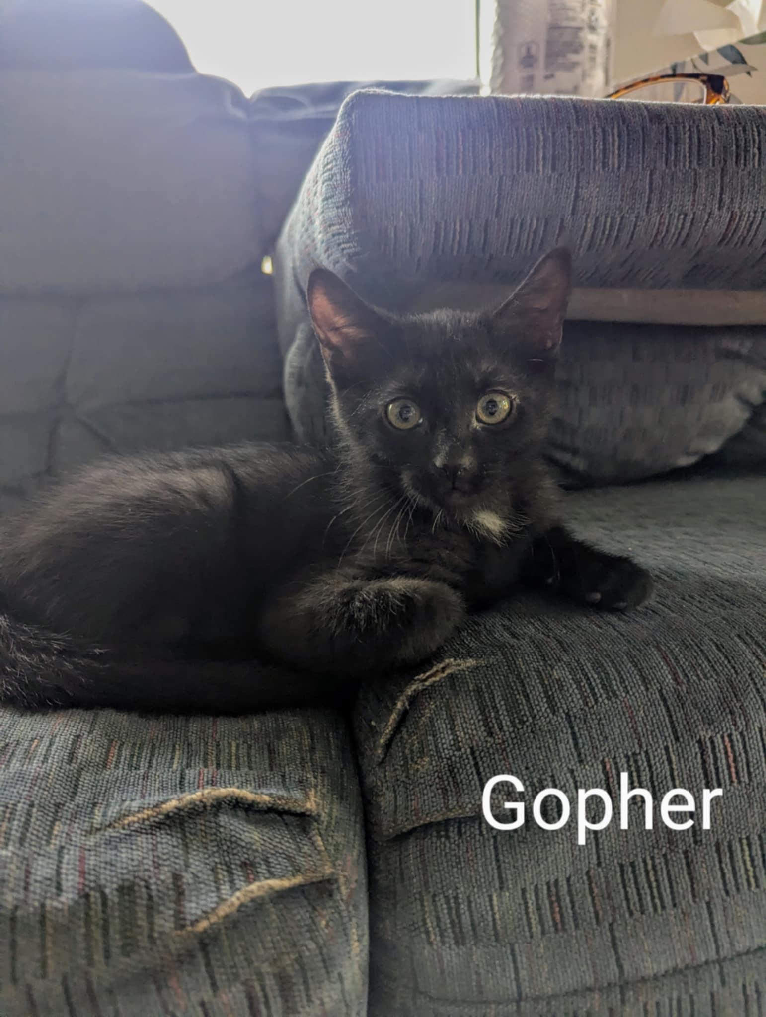 Gopher