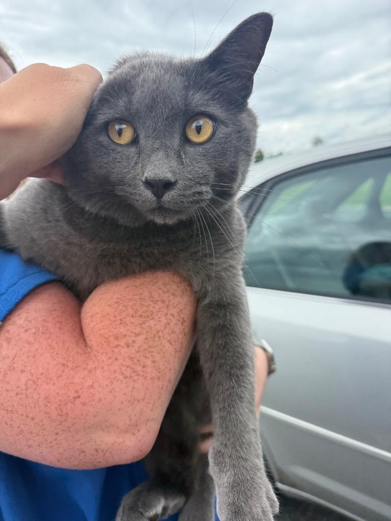 Malakia, Adoptable, Young Male Russian Blue.