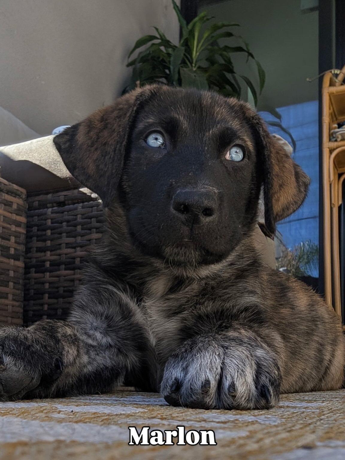 Marlon, ADOPTABLE, Puppy Male Australian Shepherd & Dutch Shepherd.
