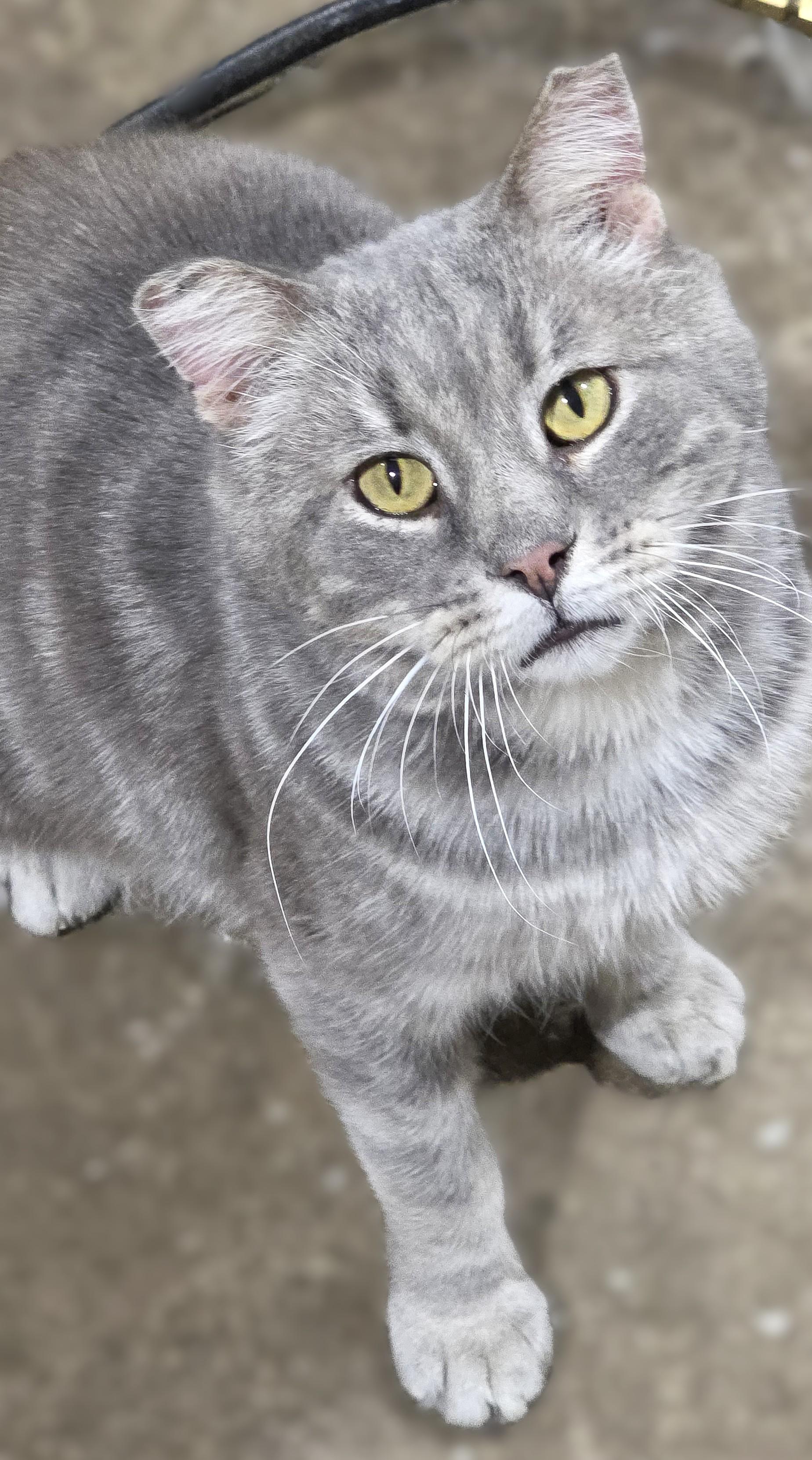 Enlarge CHARLIE, a Adoptable Domestic Short Hair in Saddle River, NJ image 2/4