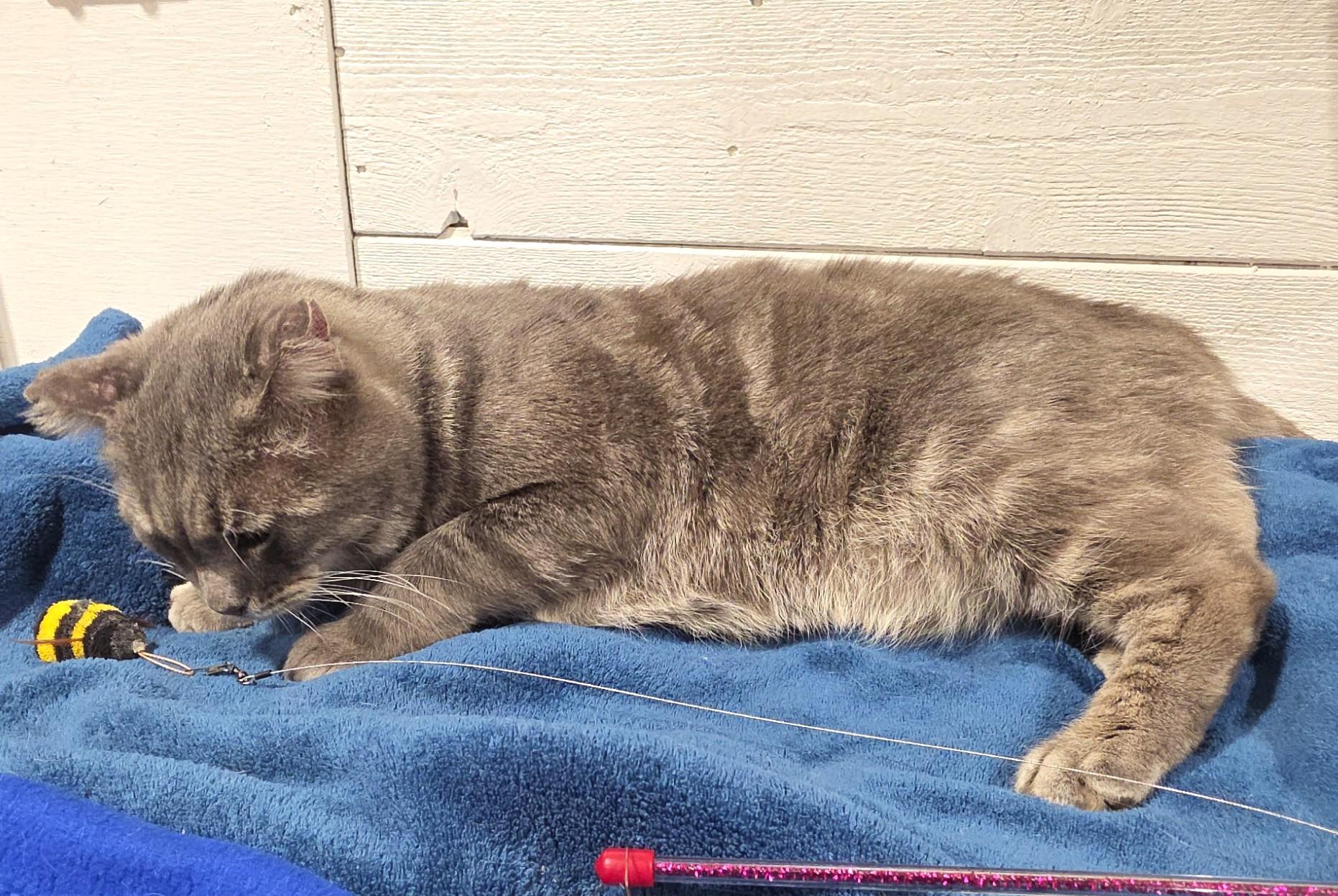 Enlarge CHARLIE, a Adoptable Domestic Short Hair in Saddle River, NJ image 4/4