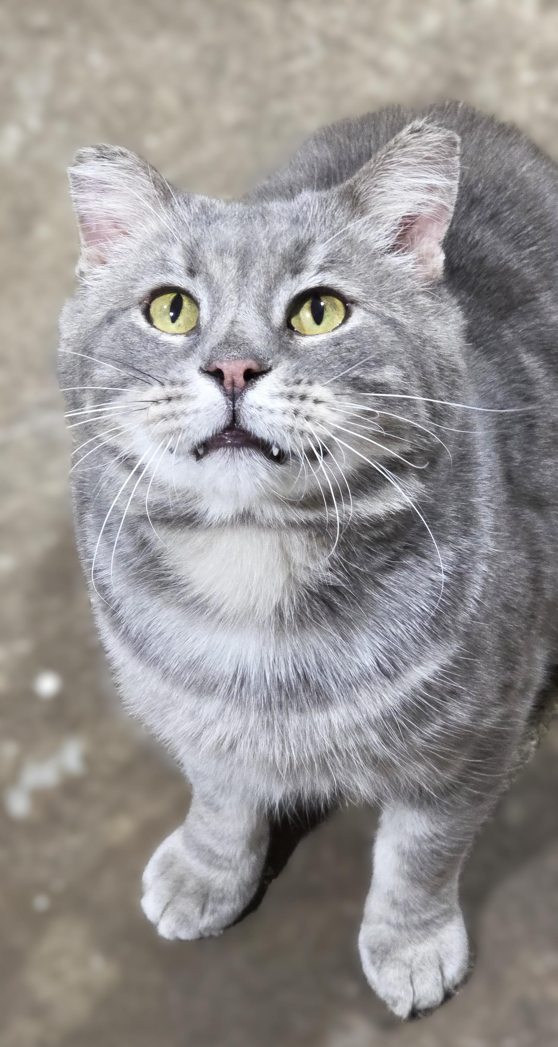 Enlarge CHARLIE, a Adoptable Domestic Short Hair in Saddle River, NJ image 3/4