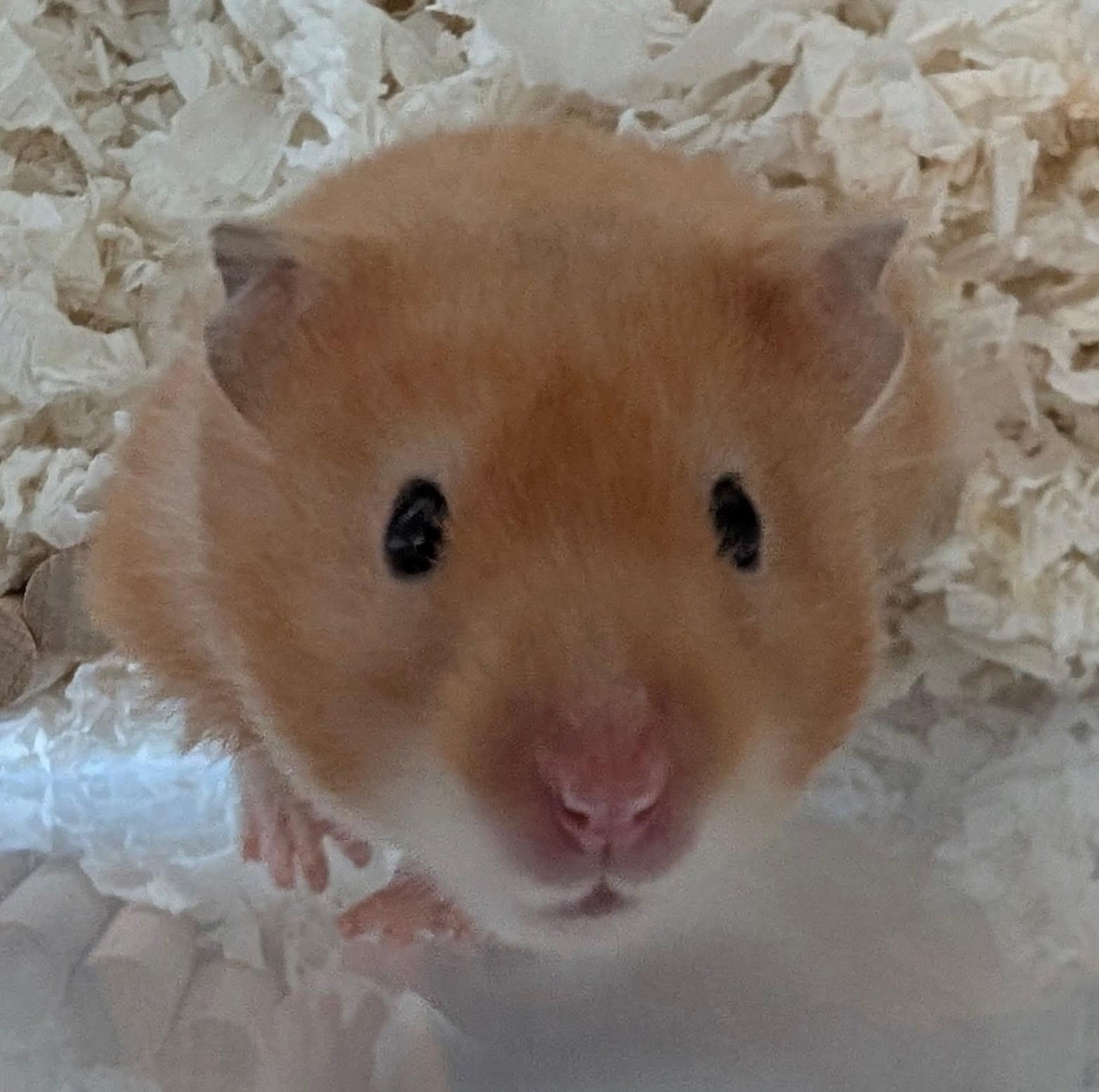 Enlarge Giggles, a ADOPTABLE Hamster in Minneapolis, MN image 1/3