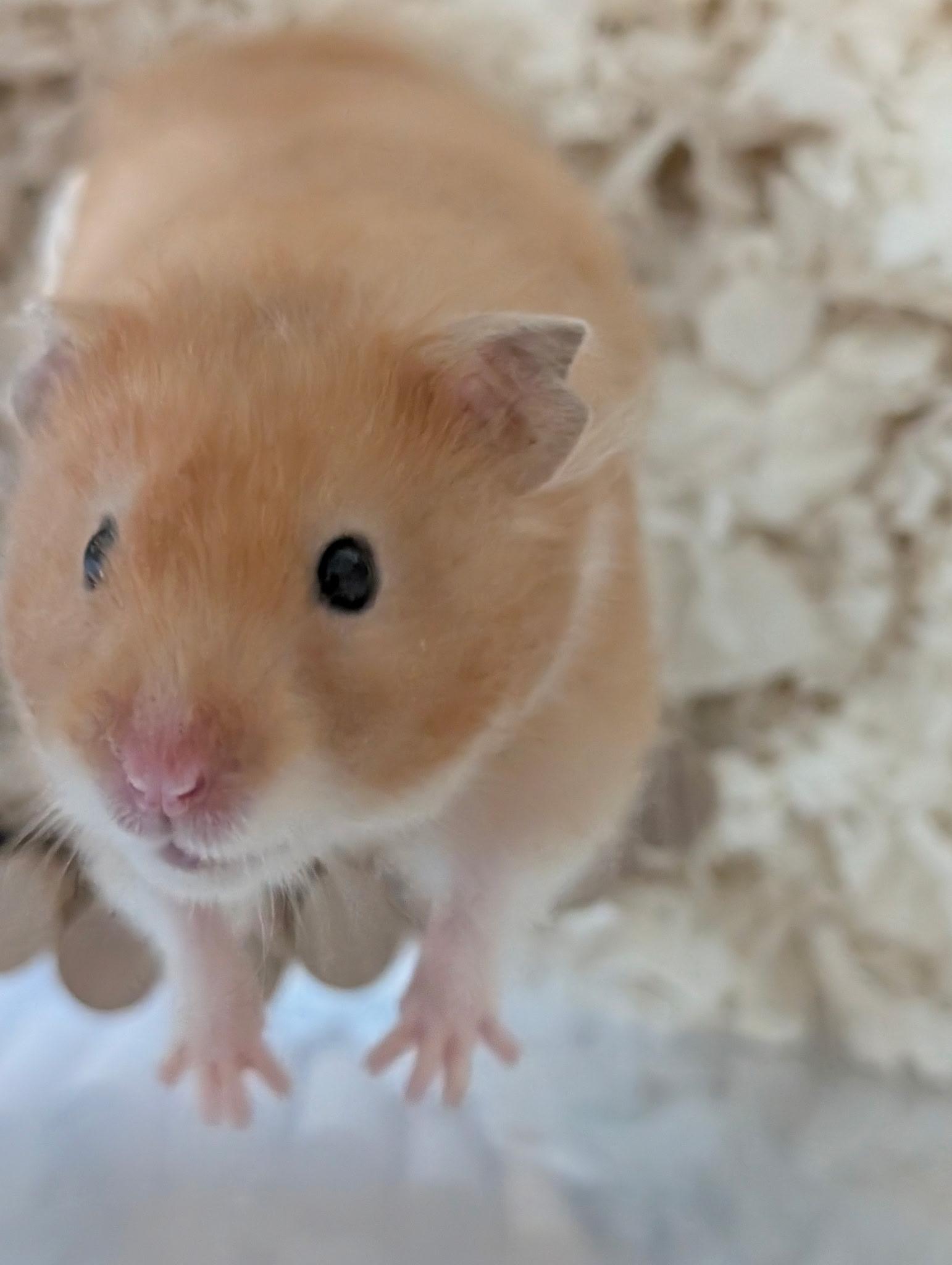 Enlarge Giggles, a ADOPTABLE Hamster in Minneapolis, MN image 3/3