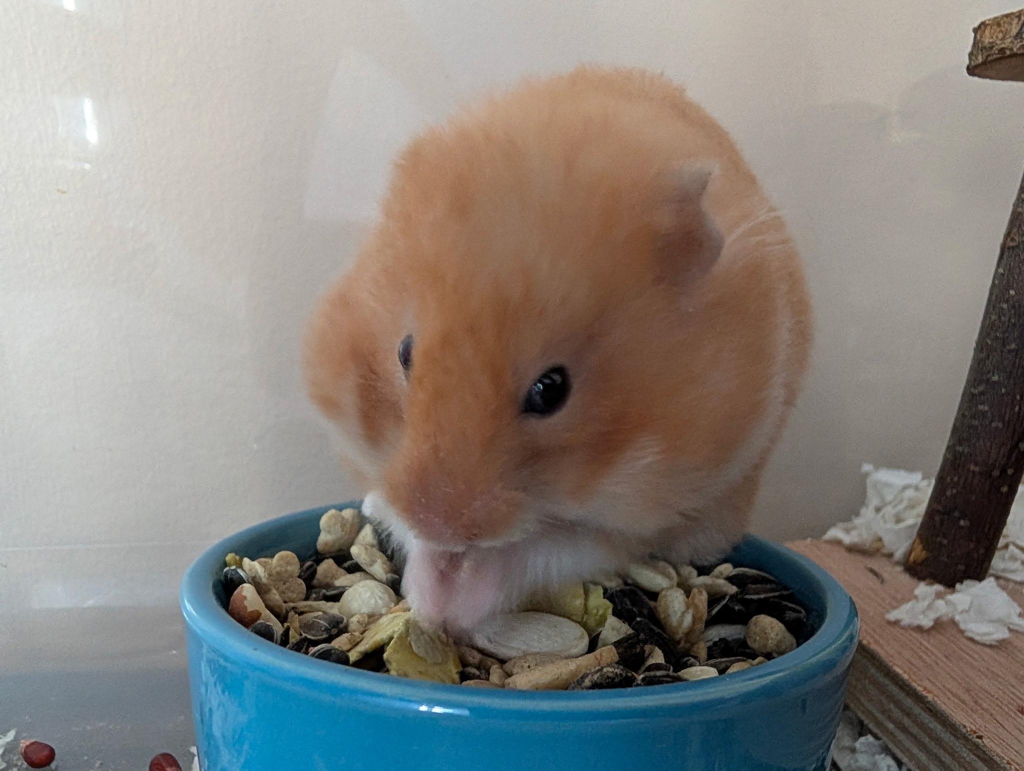 Enlarge Giggles, a ADOPTABLE Hamster in Minneapolis, MN image 2/3