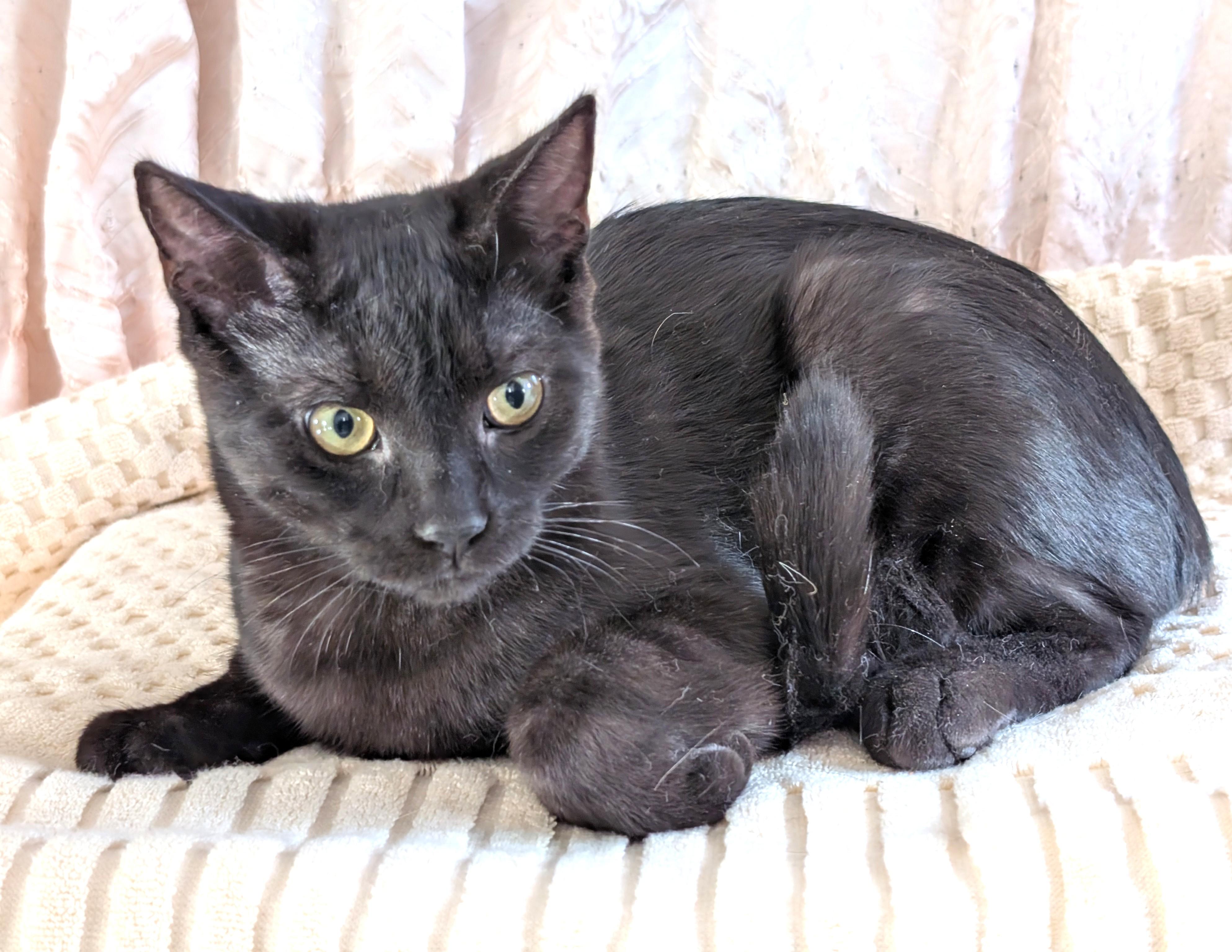 Louie, a Adoptable Tabby in Stoney Creek, ON image 1/3