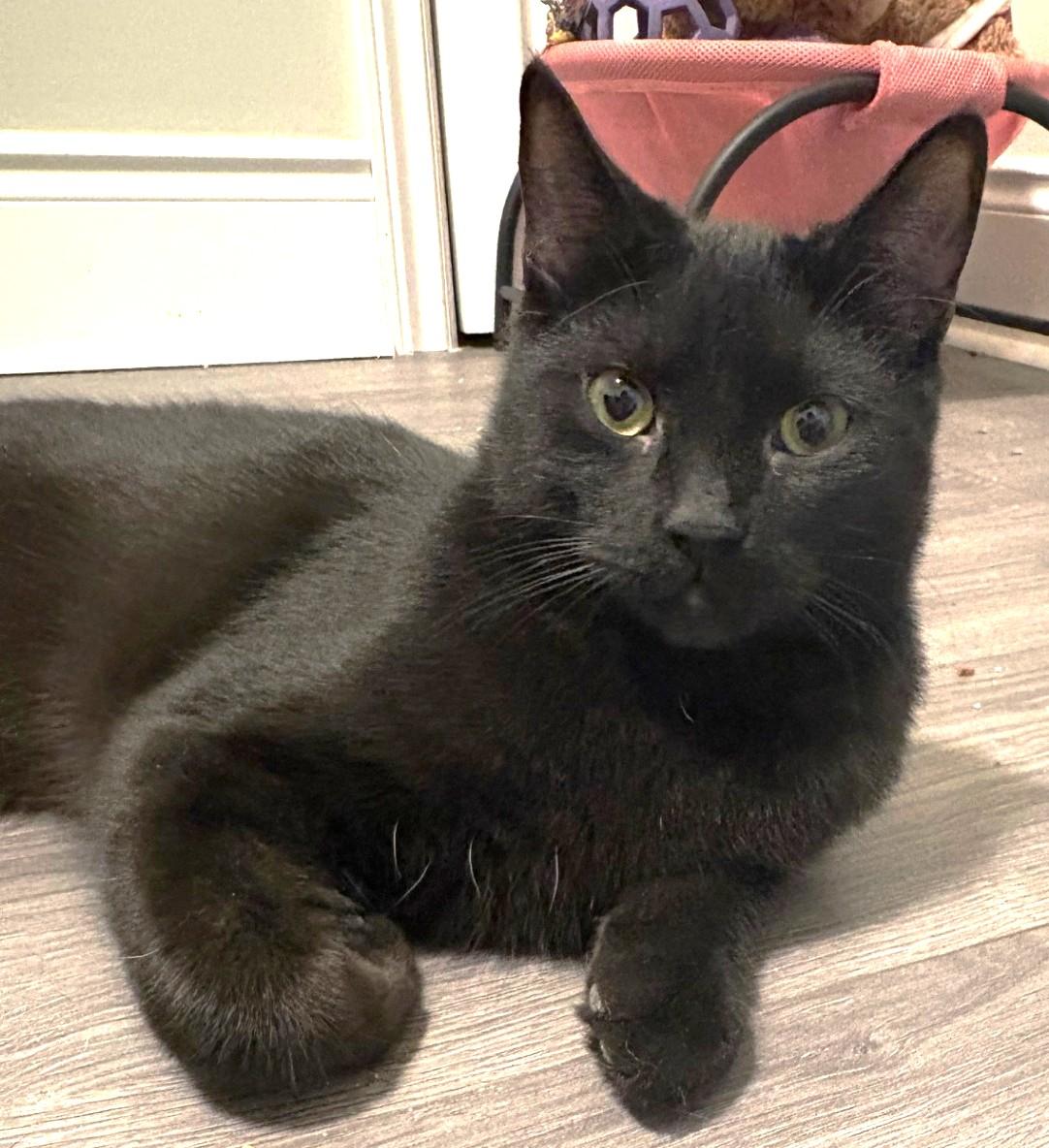 Louie, Adoptable, Young Male Tabby.