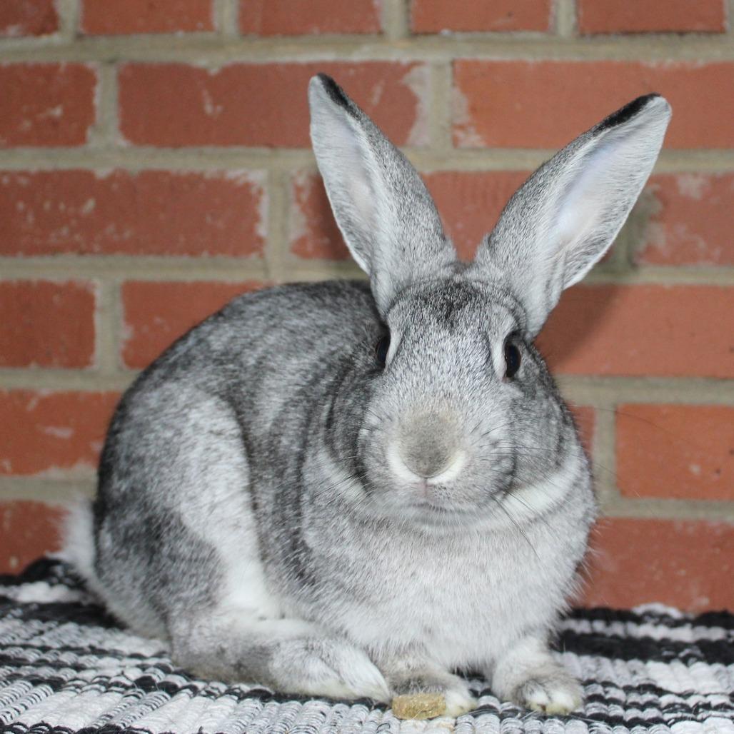 Calvin, Adoptable, Young Male Chinchilla.