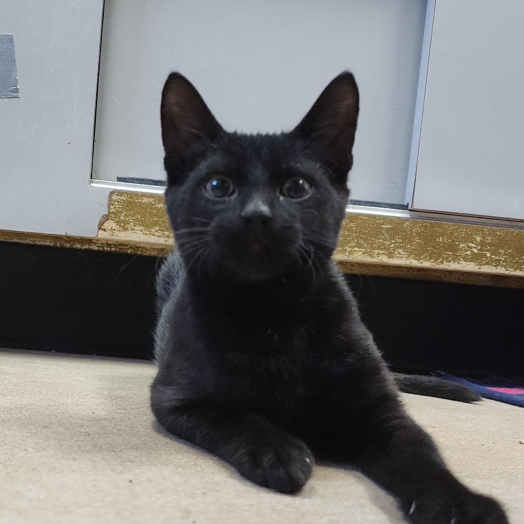 Bump, Adoptable, Kitten Male Domestic Short Hair.