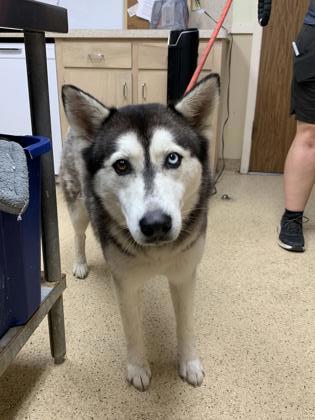 Bolas, an adopted Husky in La Grange, TX_image-1