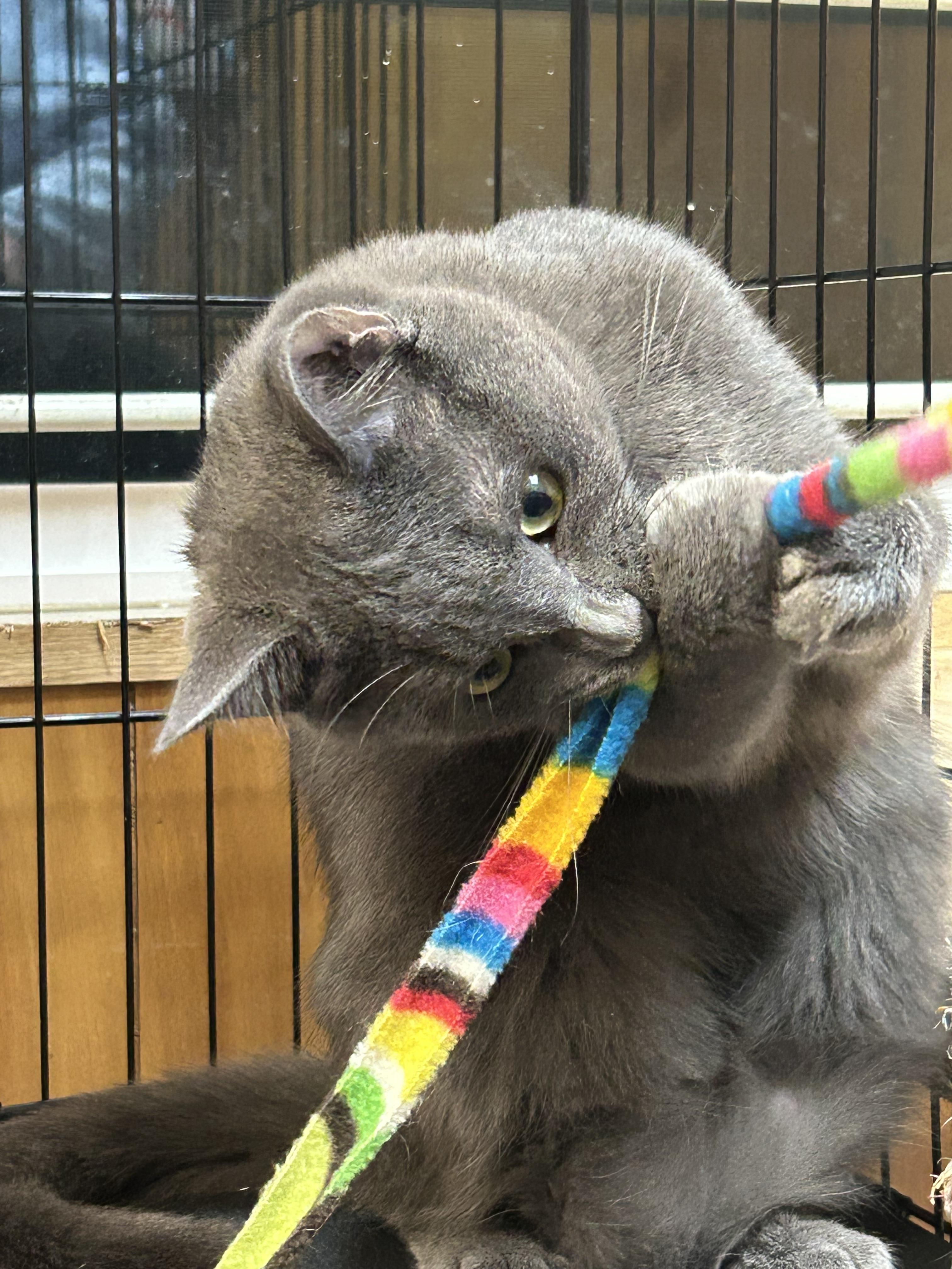 Slate, ADOPTABLE, Young Male Domestic Short Hair.