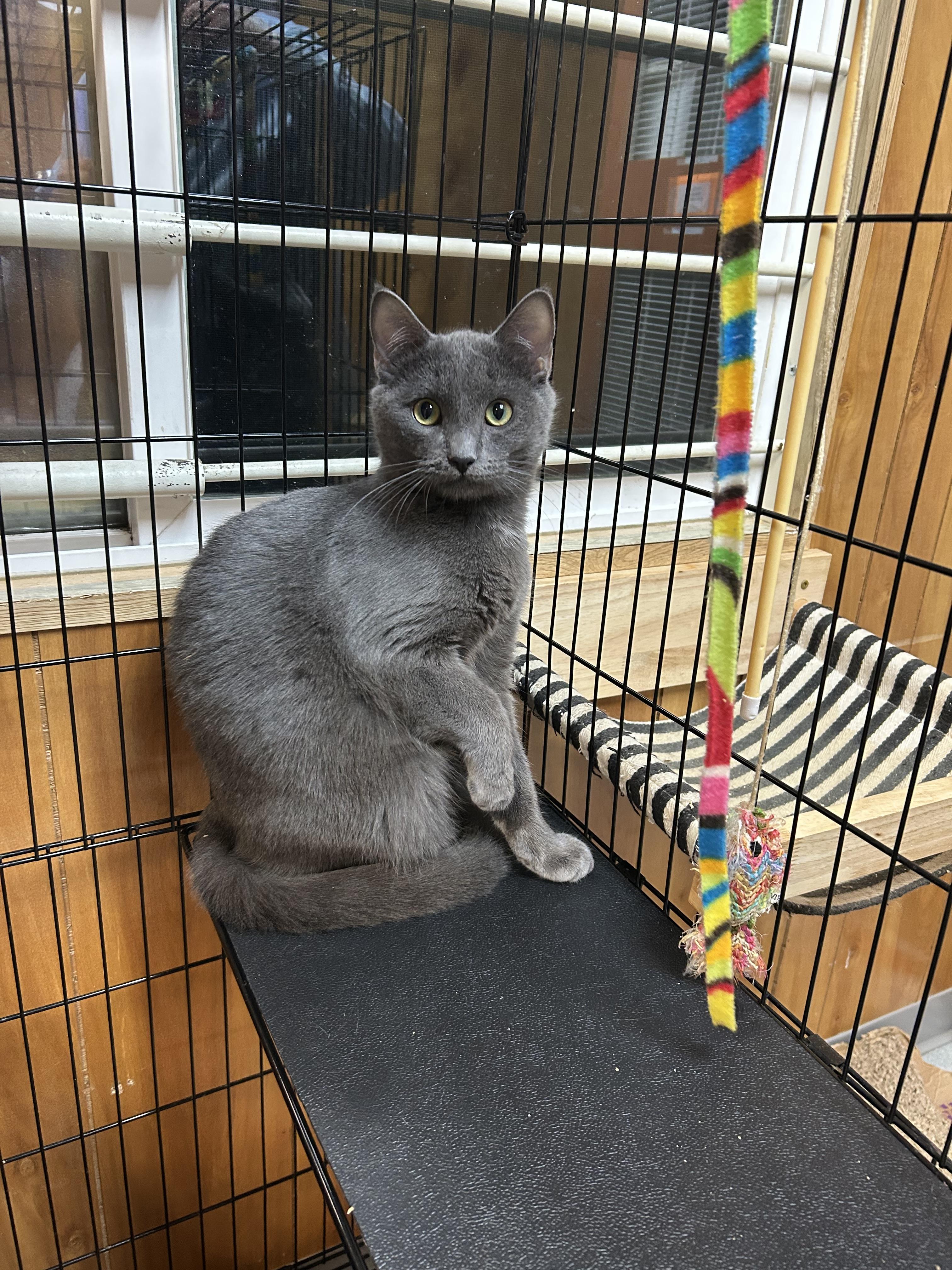 Enlarge Slate, a ADOPTABLE Domestic Short Hair in Kent, WA image 2/2