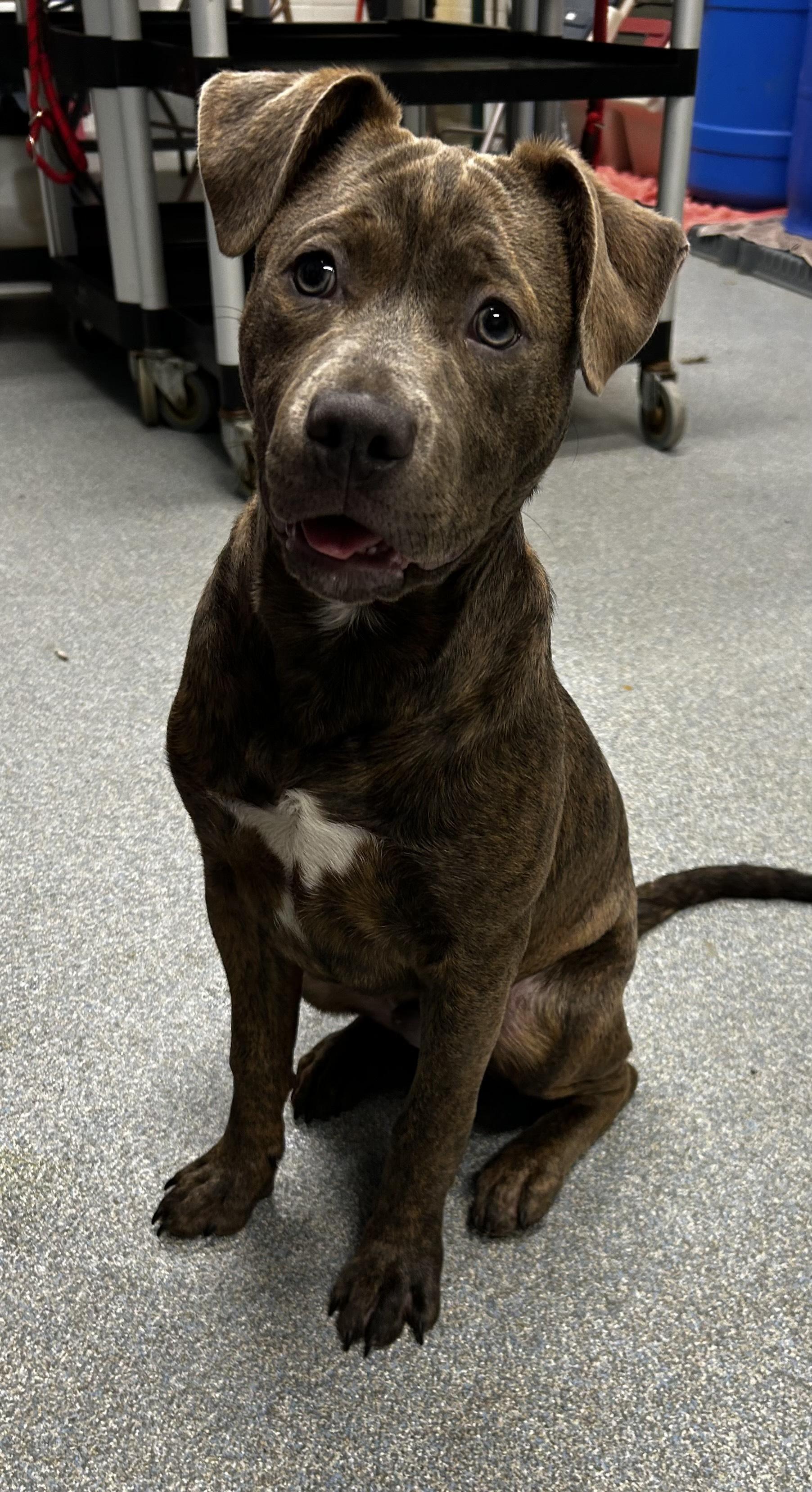 Enlarge Tank, a ADOPTABLE mixed breed in St. Joseph, MI image 1/1