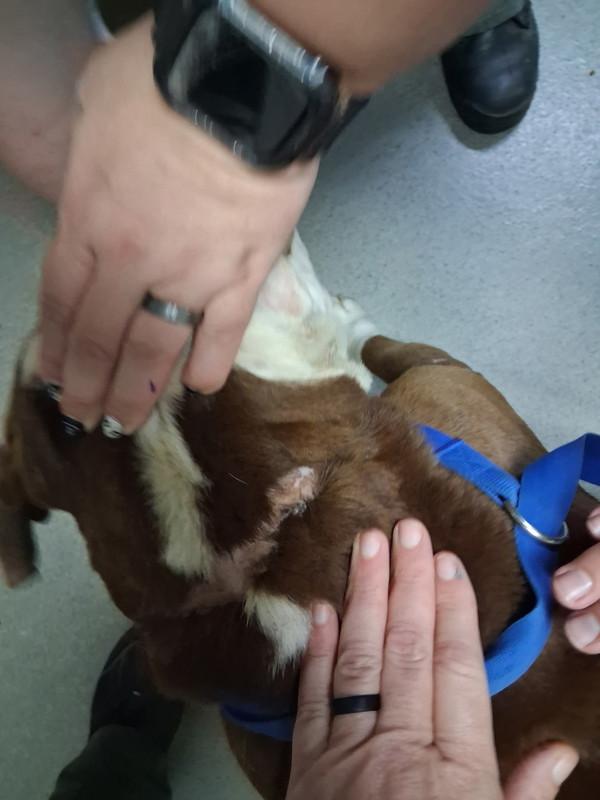 Gizmo, Adoptable, Adult Male American Staffordshire Terrier.
