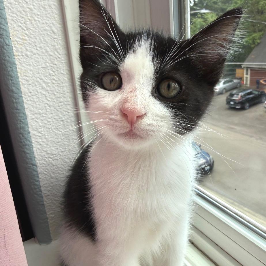Enlarge Jojo, a Adoptable Domestic Short Hair in Washougal, WA image 1/5