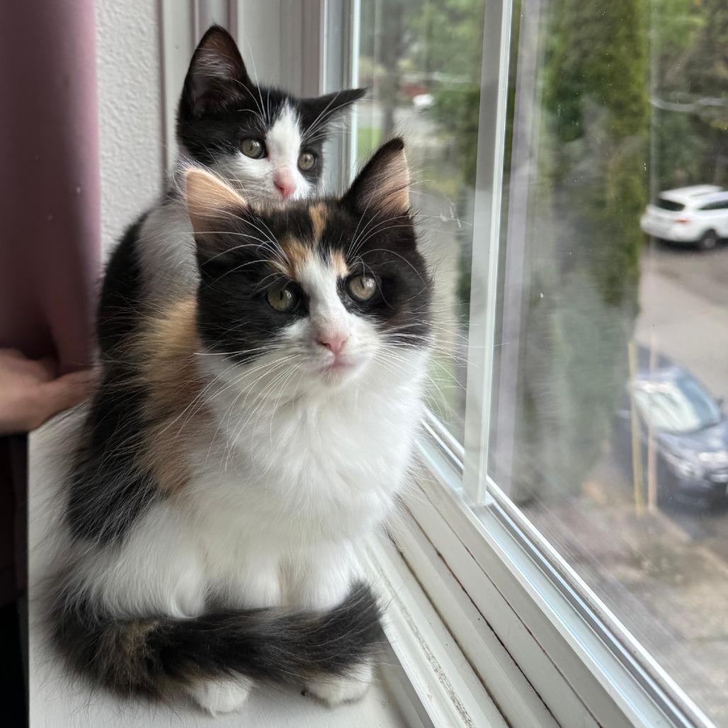 Enlarge Jojo, a Adoptable Domestic Short Hair in Washougal, WA image 2/5