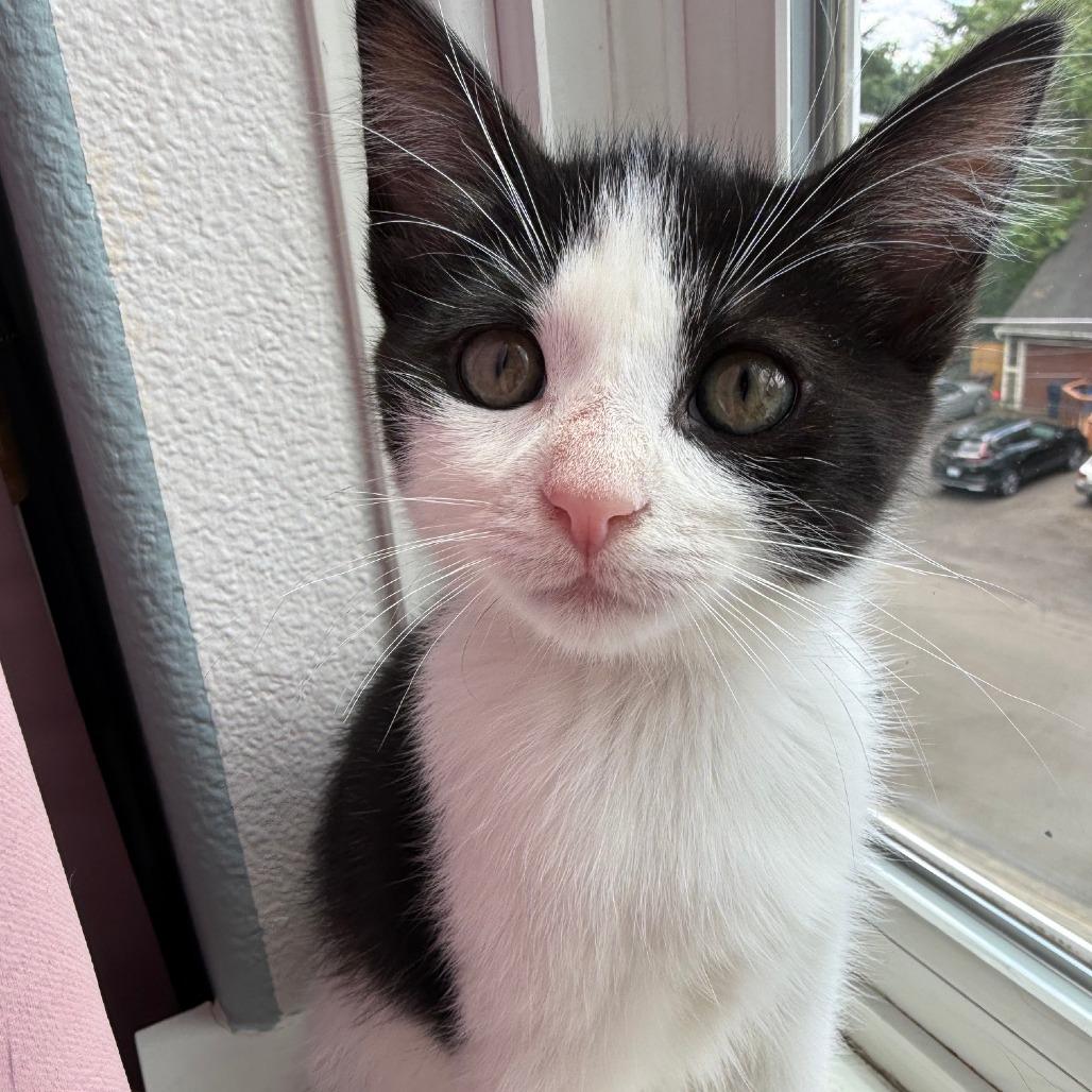 Enlarge Jojo, a Adoptable Domestic Short Hair in Washougal, WA image 3/5