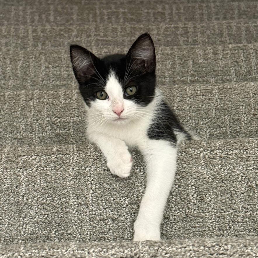 Enlarge Jojo, a Adoptable Domestic Short Hair in Washougal, WA image 4/5