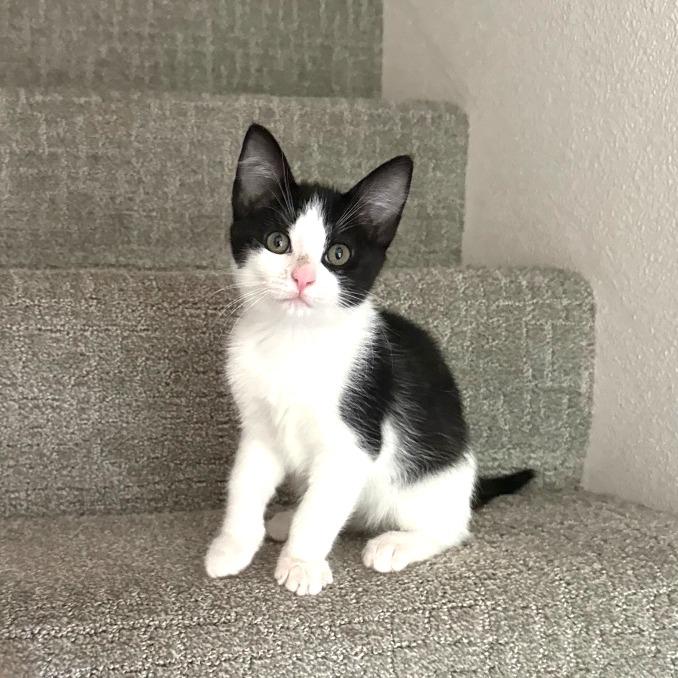 Enlarge Jojo, a Adoptable Domestic Short Hair in Washougal, WA image 5/5