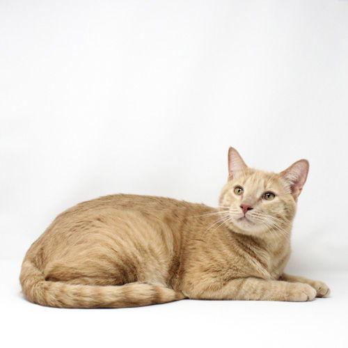 Enlarge Hangman, a Adopted Domestic Short Hair in Florence, AZ image 1/3