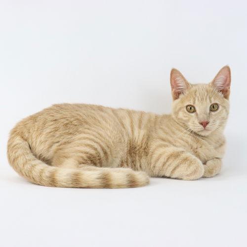 Enlarge Hangman, a Adopted Domestic Short Hair in Florence, AZ image 3/3