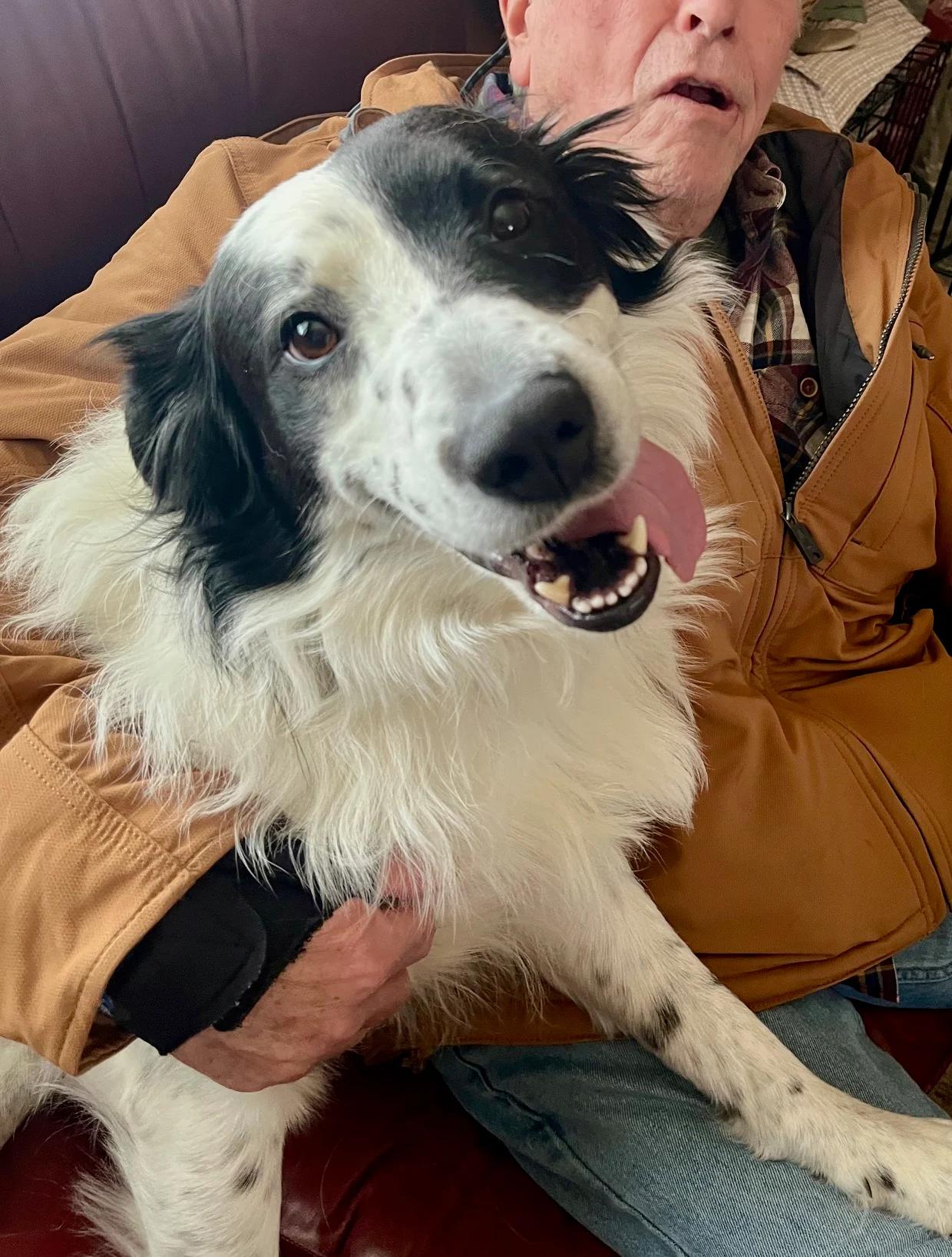 Gary - adopted!, adopted, Young Male Border Collie.