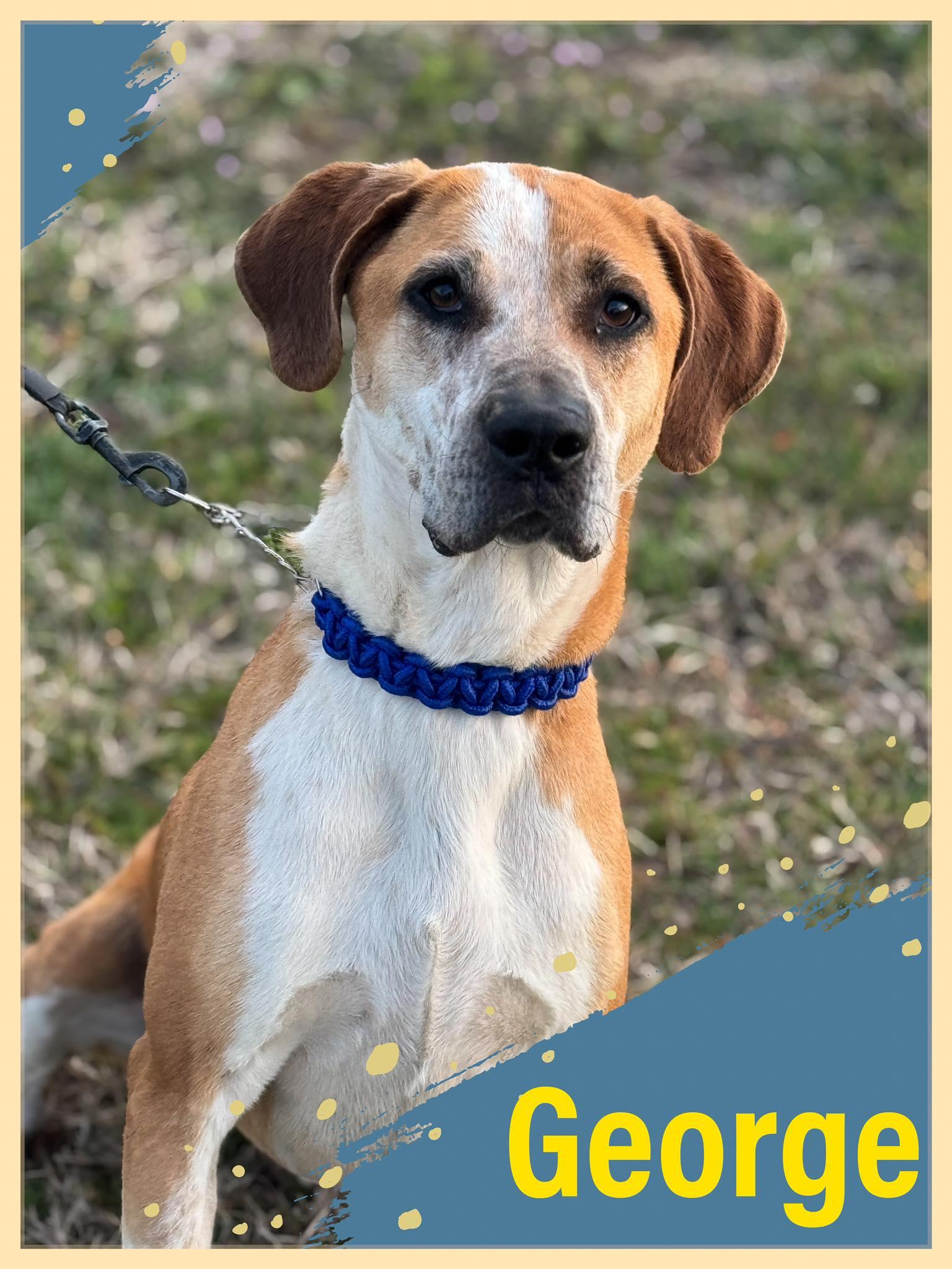 Enlarge George, a Adoptable mixed breed in Bowie, TX image 1/1