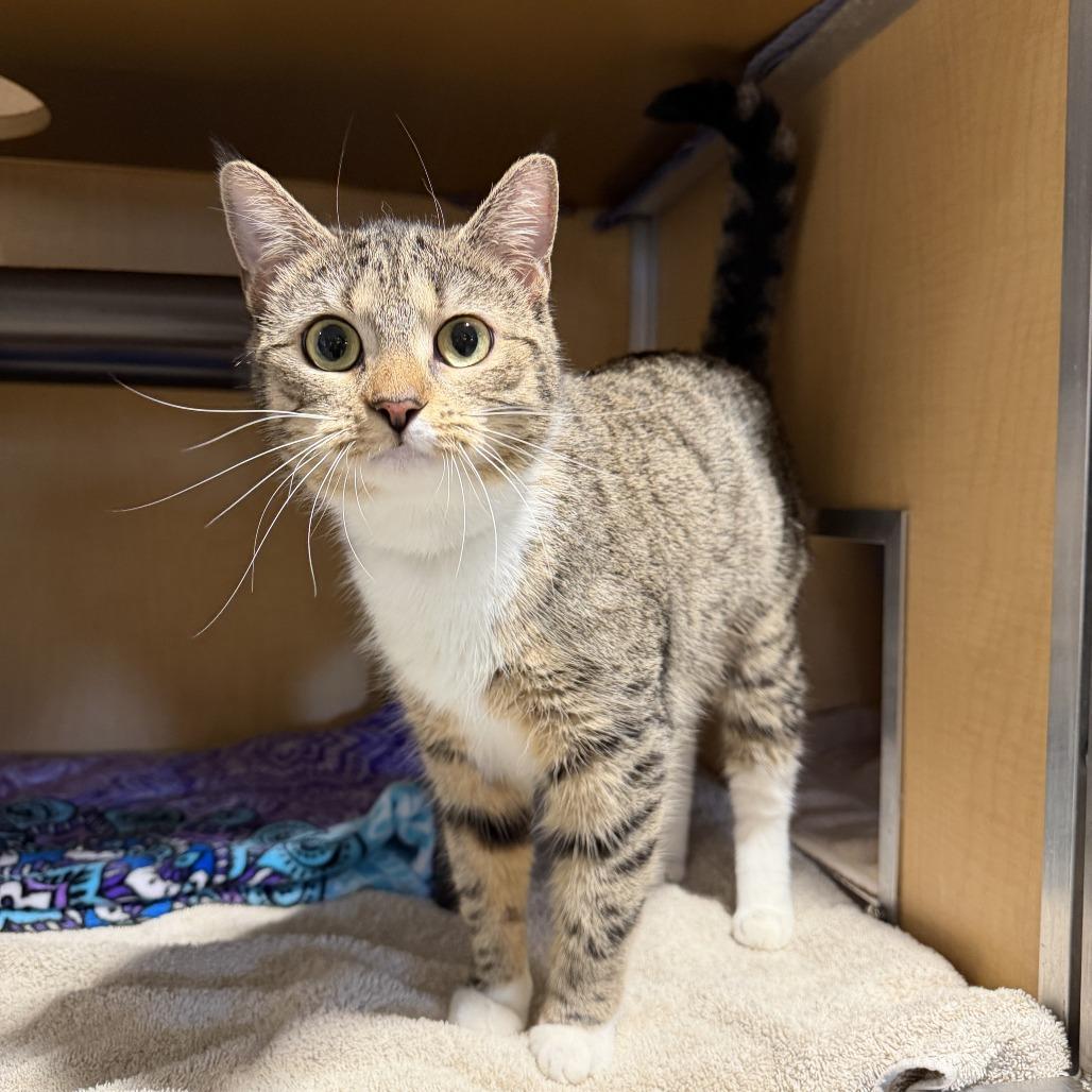 Enlarge Slipper, a Adoptable Domestic Short Hair in Chesapeake, VA image 1/1