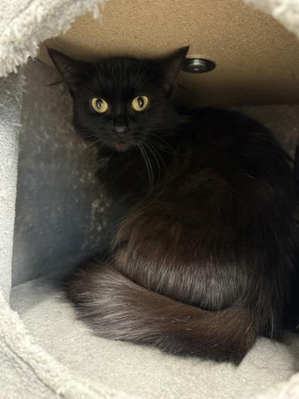 Elena, a Adoptable mixed breed in Harbor Springs, MI image 1/2