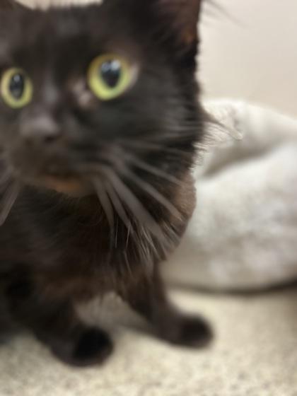 Elena, a Adoptable mixed breed in Harbor Springs, MI image 2/2