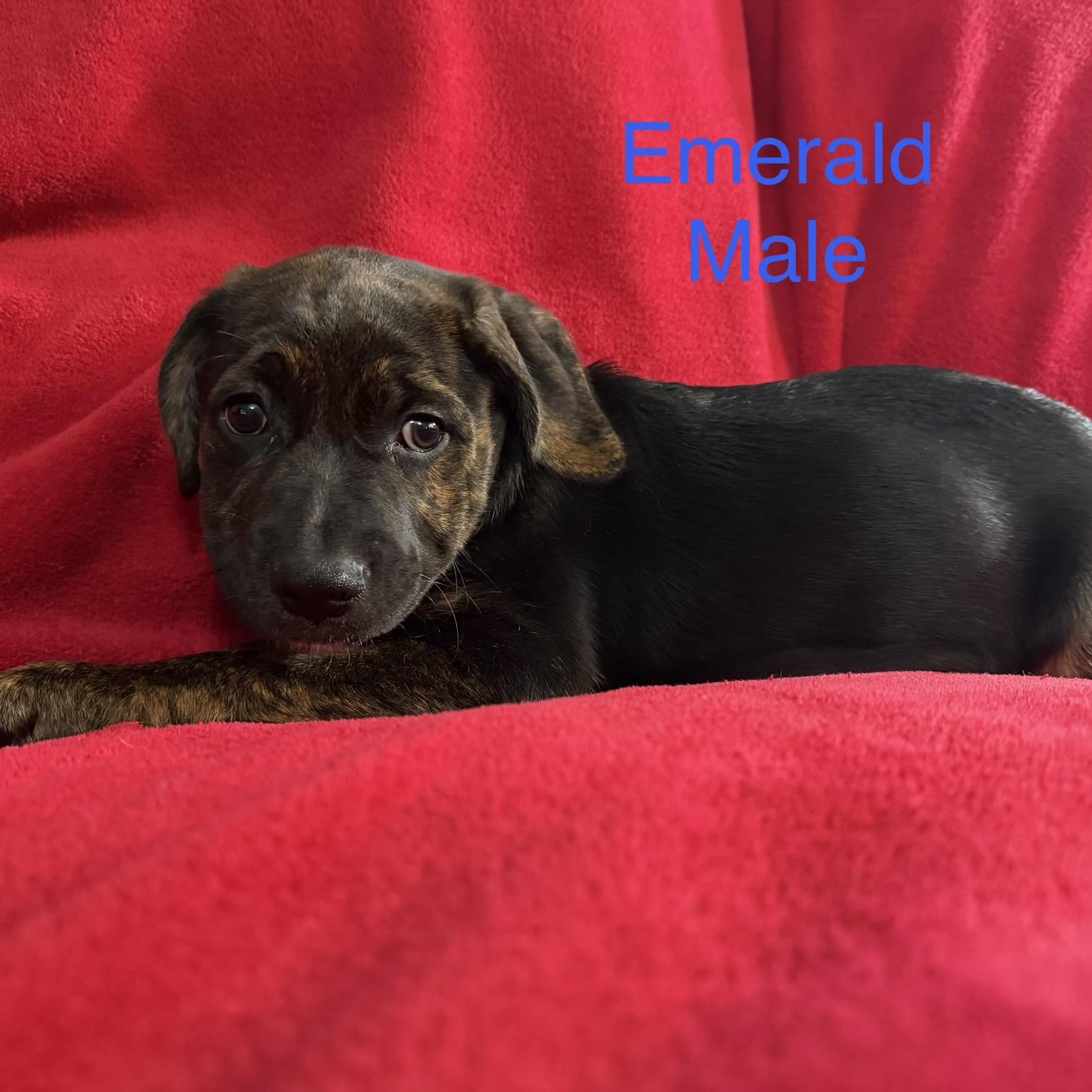 Emerald, Adopted, Puppy Male German Shepherd Dog.
