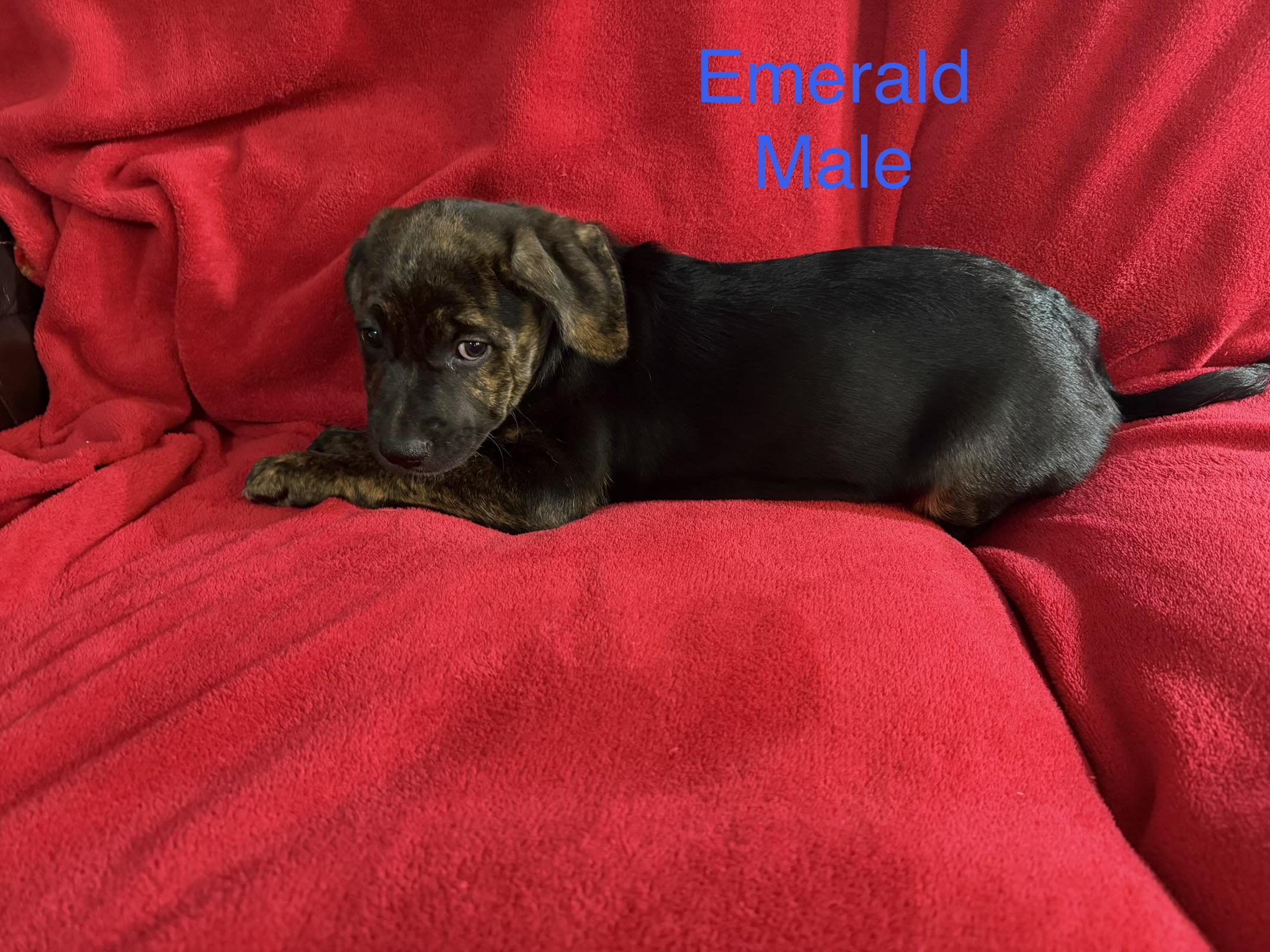 Enlarge Emerald, a Adopted mixed breed in Davisburg, MI image 2/2