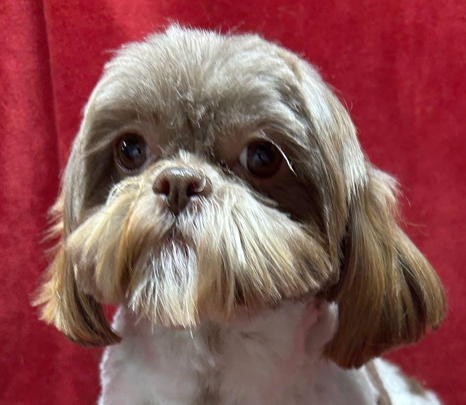 Enlarge BROOK (ohiosdrescue@gmail.com), a ADOPTABLE Shih Tzu in Rossford, OH image 4/4