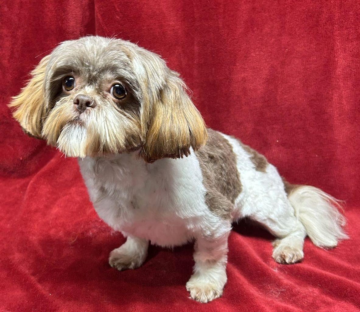 Enlarge BROOK (ohiosdrescue@gmail.com), a ADOPTABLE Shih Tzu in Rossford, OH image 3/4