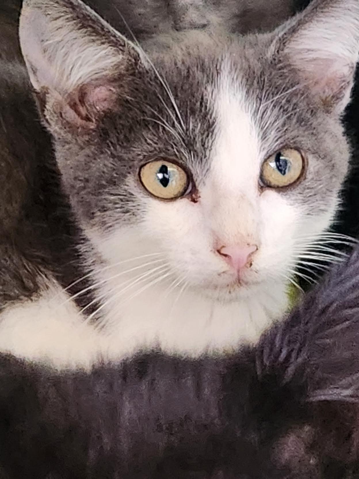 Upton, Adoptable, Young Male Domestic Short Hair.