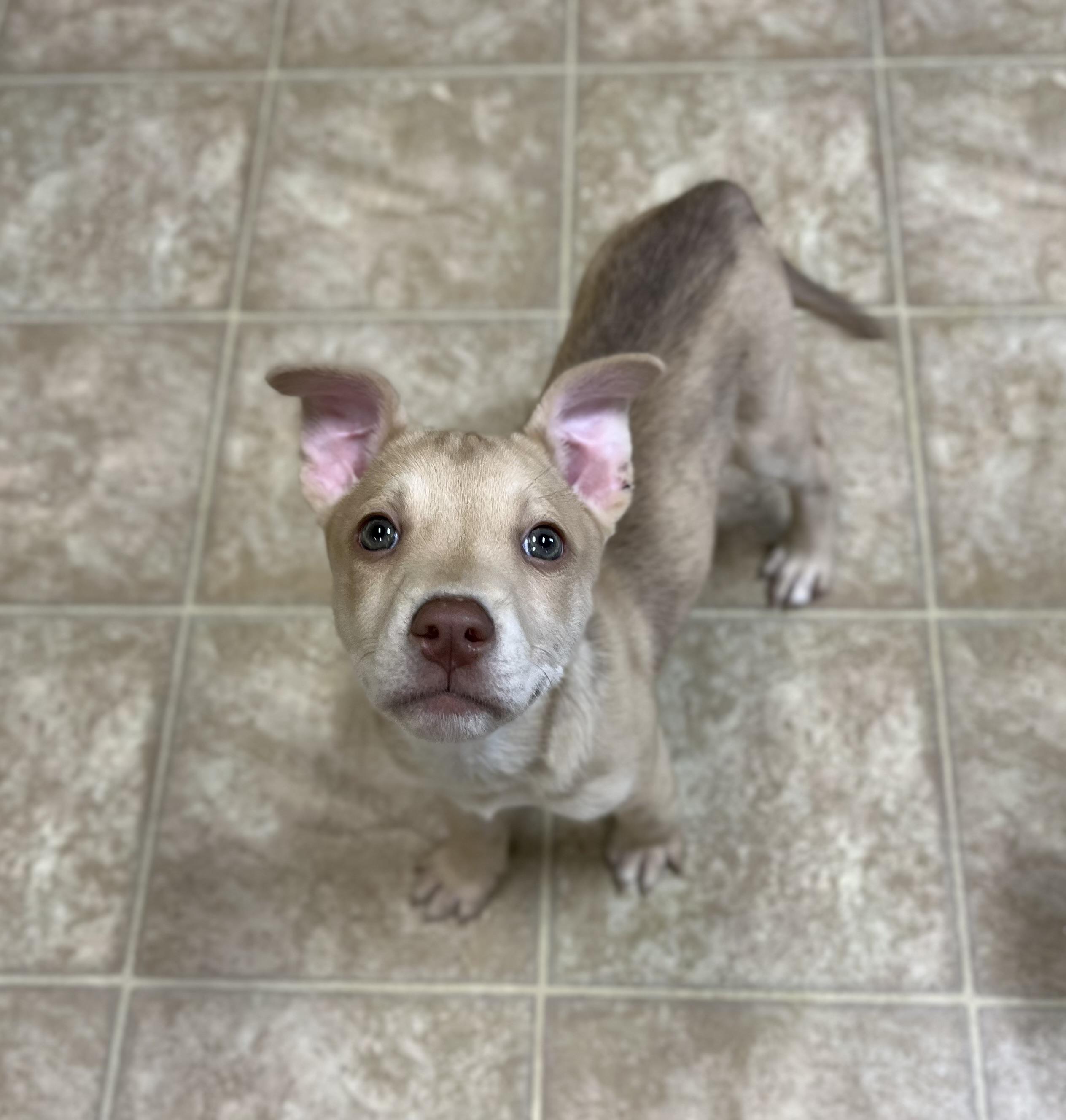 Rio , adopted, Puppy Female Mixed Breed.