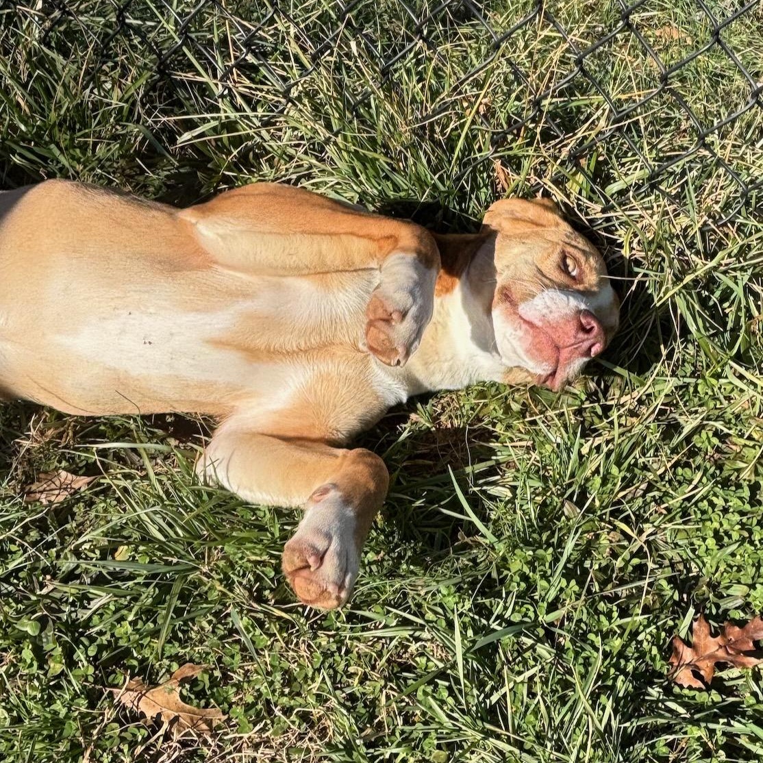 Enlarge Janet, a ADOPTABLE Labrador Retriever in Lebanon, TN image 3/5