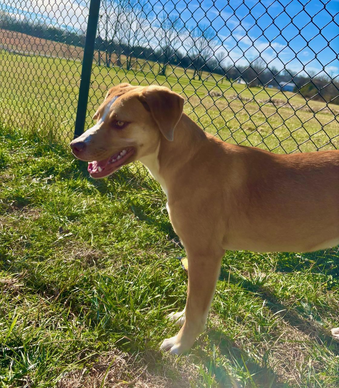 Enlarge Janet, an adopted Labrador Retriever in Lebanon, TN image 4/6