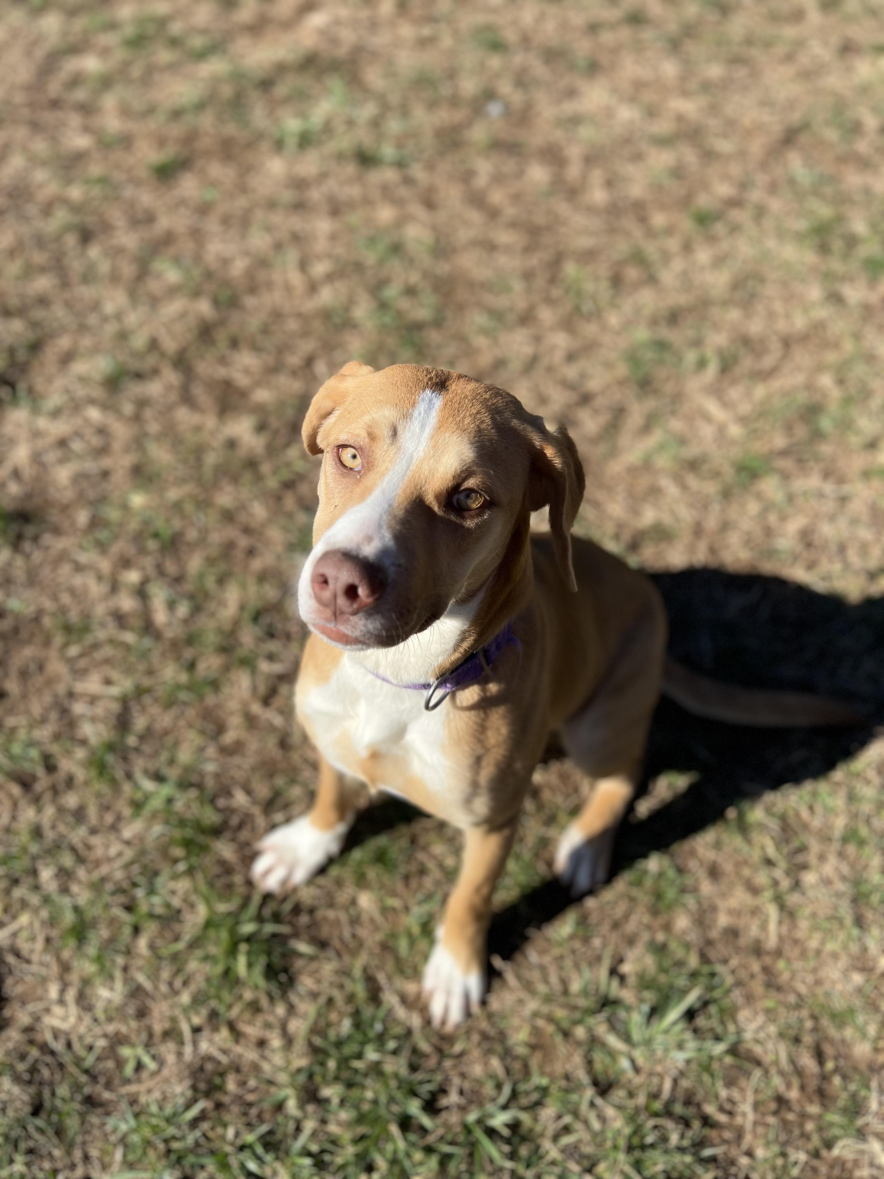 Janet, ADOPTABLE, Puppy Female Labrador Retriever.